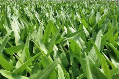 春种油麦菜注意事项,露地栽培可在五月中旬播种