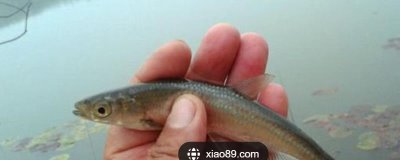 钓白条鱼怎么打窝聚鱼,一般不用刻意打窝