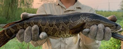 钓黑鱼的方法，可采用传统钓法和路亚钓法