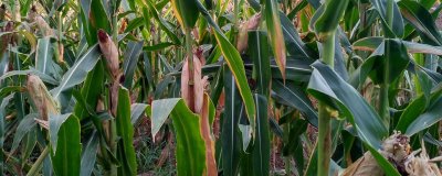 种星青贮178玉米种子特征特性，适宜密度为每亩4500株左右