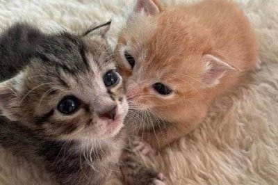 猫打喷嚏怎么办，根据病因对症治疗