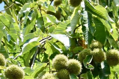 什么季节板栗成熟，在8-10月果实成熟上市