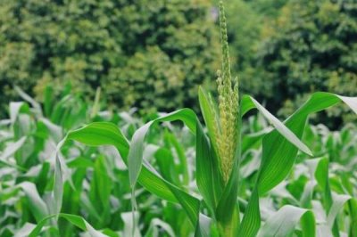 海科玉3玉米种子介绍,密度4500株/亩左右