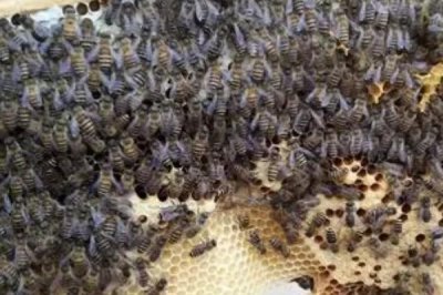 有王台能否介蜂王进去,仍能介新蜂王