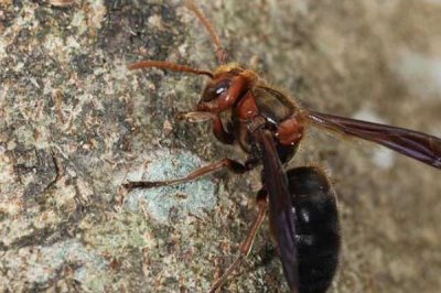 虎头蜂蛰了会死吗,被蛰者可能会有生命危险