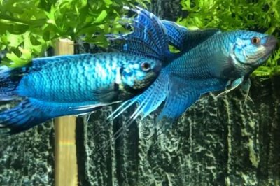 中国斗鱼冬天会冻死吗,冬天不容易轻易冻死