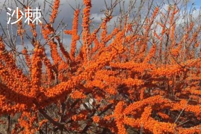 刺梨的产地，产地为云贵川