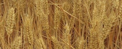 周原98小麦种简介,适宜播种期10月上中旬