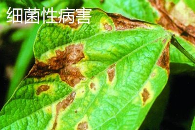 蔬菜如何补钙，缺钙会出现各种病害