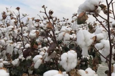 棉花常见病虫害及防治方法,不同病虫害的防治方法不同