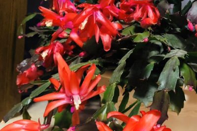 蟹爪兰施什么肥，可选择腐熟的液肥