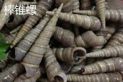锥螺壳可以做什么,一般被当做药材使用