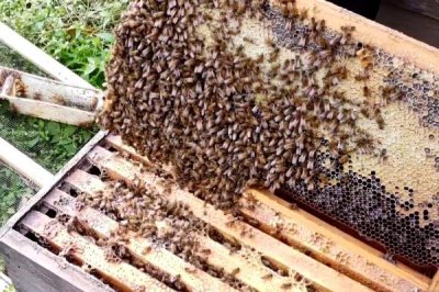 蜜蜂爬蜂病的种类,不同种类的防治方法不同