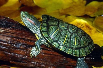 巴西龟害怕的表现,最明显的表现就是缩到龟壳中