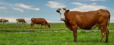 牛难产拉不出来如何处理，应及时采取手术助产措施