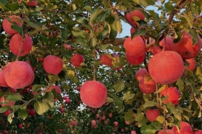 苹果着色的决定性因素，与品种、栽培环境和肥料等有关