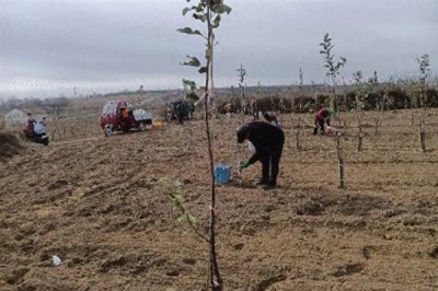 果树涂杆肥有效果吗,能起到增强树体营养、促进花芽分化等效果