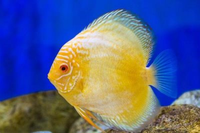 如何判断鱼缸的鱼是否缺氧,缺氧的话鱼往往会在水面游动