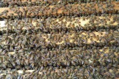 将两群蜂合并成双王群的方法,将蜂群转移到蜂箱两侧再喷洒蜂蜜水可混淆群味