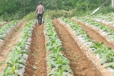 烟草害虫如何产生抗药性,主要原因是长期使用单一农药