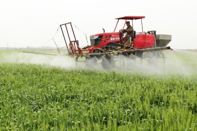 小麦全蚀病的症状和防治方法,分蘖期发病会导致茎部变黑