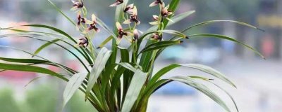 兰花如何过冬,必须要及时搬进室内