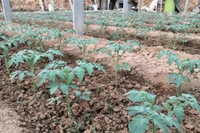 番茄定植就黄头如何解决,可采取拔除病株、增施有机肥等措施