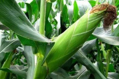 玉米授粉到成熟需要多少天,要50-60天左右