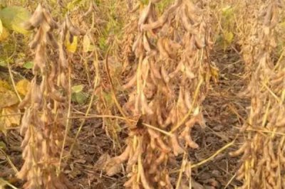 有机大豆的生育期，根据复种需要来决定