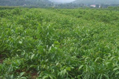 核桃树几年才能结果,实生苗需要5-10年