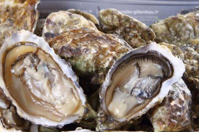 法国吉拉多牡蛎是什么品种,是凹型生蚝的一种
