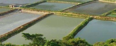 农村鱼塘养鱼技术,位置要选在水源附近