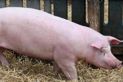 小母猪阉后有什么作用,阉后食欲会增加