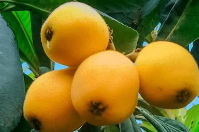 枇杷一天吃多少比较好,每天吃5-10颗较合适