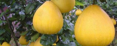 柚子何时成熟上市,一般集中在10-11月份