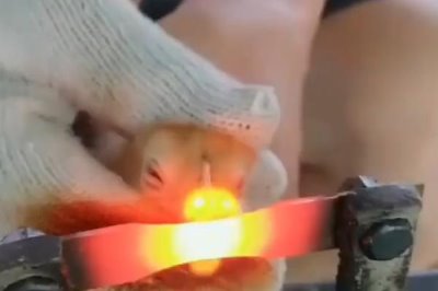 雏鸡断喙的方法，在刚出壳或一周后进行