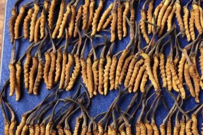 冬虫夏草的生长过程,它既不是植物也不是动物