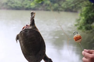用什么钓甲鱼好,最合适的饵料都是肉类
