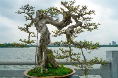 岭南盆景结顶枝法介绍，截掉顶端枝条后再按长势修剪