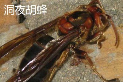 毒蜂的种类，常见以下10种