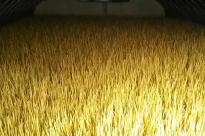 蒜黄的种植方法,播种后要覆盖细沙、再拍实压平