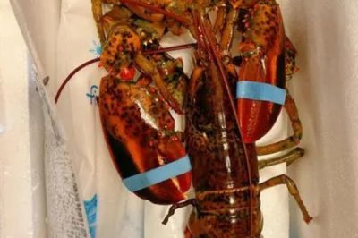 波士顿龙虾的特点,主要分布在大西洋北美洲海岸