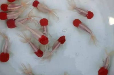 鹤顶红金鱼饲养方法，喂食不宜过多