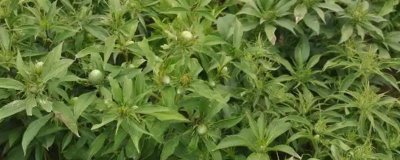 白术苗前除草剂的的选择,氟乐灵乳油和草胺乳油适合播种前除草