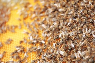 蜂群失王会怎样，失王情绪会马上出现