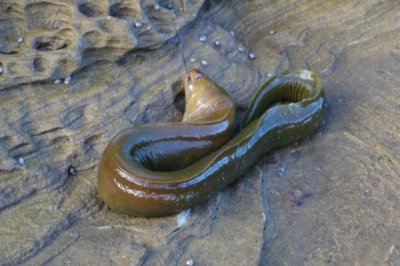 玻璃鳗介绍,玻璃鳗为鳗鱼的一个生长发育阶段