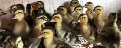 小鸭子怎么养,鸭舍准备要严格考虑其需求