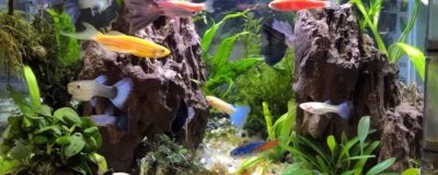 鱼为什么一直上下狂游,是因为它受到了惊吓