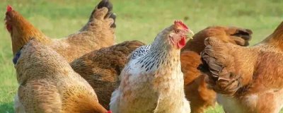 高温对肉鸡有什么影响,会导致进食量和生产性能降低