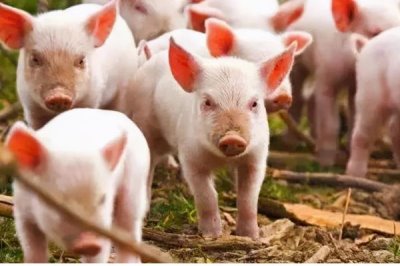 仔猪断奶转群要注意什么,要积极应对应激反应